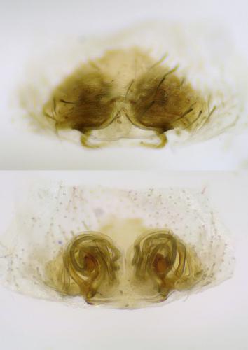 Hyptiotes flavidus