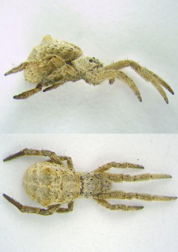 Réf. 111 302 : Hyptiotes flavidus
