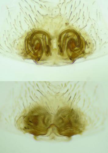 Hyptiotes flavidus
