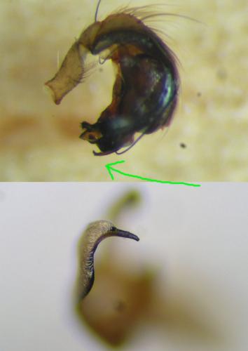 Hyptiotes flavidus