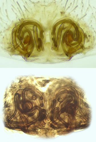 Hyptiotes flavidus