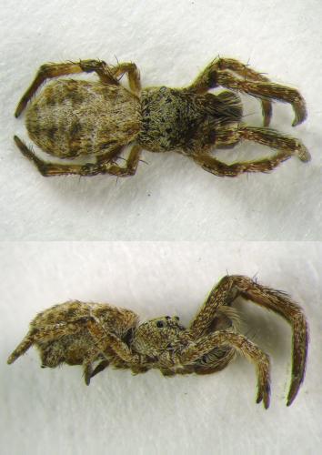 Hyptiotes flavidus