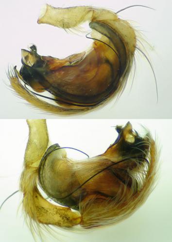 Hyptiotes flavidus