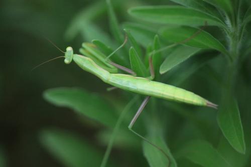 Réf. 111 309 : Mantis religiosa