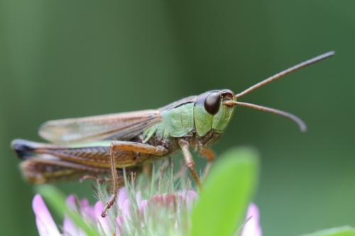 Pseudochorthippus sp.