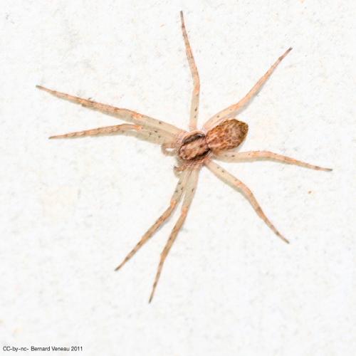 Philodromus dispar
