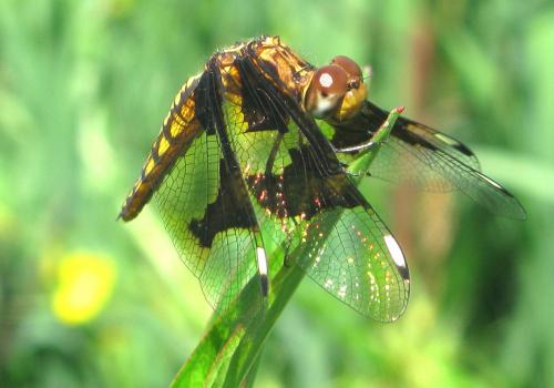 Palpopleura lucia