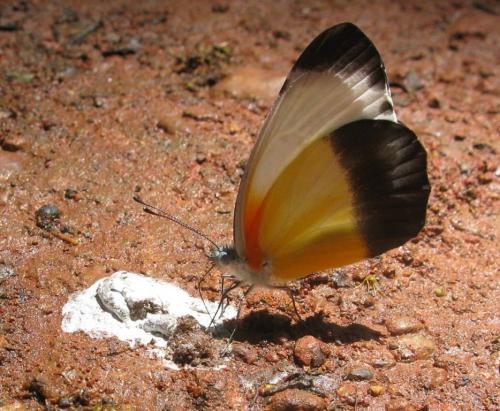 Réf. 111 274 : Mylothris chloris