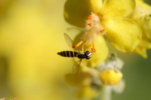 Sphaerophoria sp.
