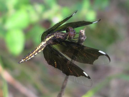 Palpopleura lucia