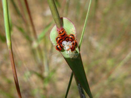 Calidea panaethiopica