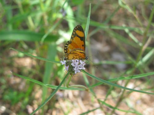 Réf. 111 279 : Acraea serena