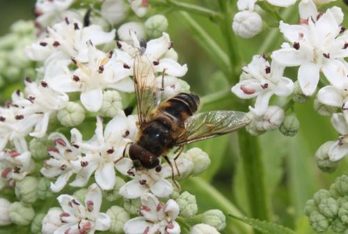 Eristalis pertinax