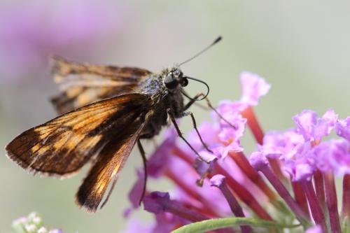 Réf. 111 196 : Ochlodes sylvanus