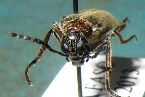 Lydomorphus sp.