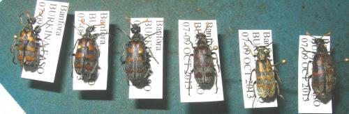 Hycleus sp.