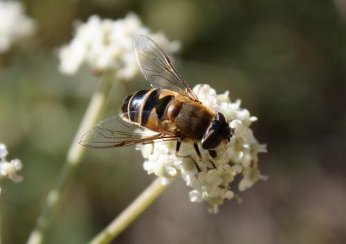 Réf. 111 176 : Eristalis similis