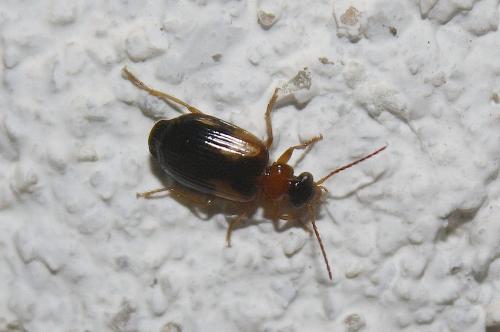 Lebia scapularis