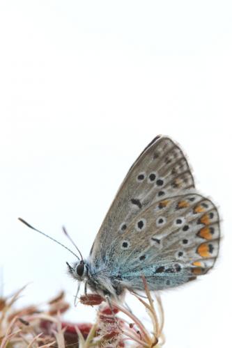 Polyommatus icarus