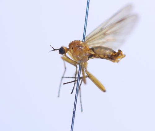 Empis stercorea