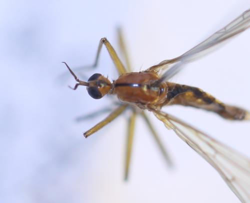 Empis stercorea