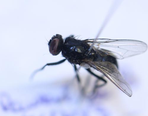 Réf. 111 514 : Hydrotaea diabolus
