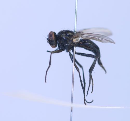 Réf. 111 515 : Hydrotaea diabolus