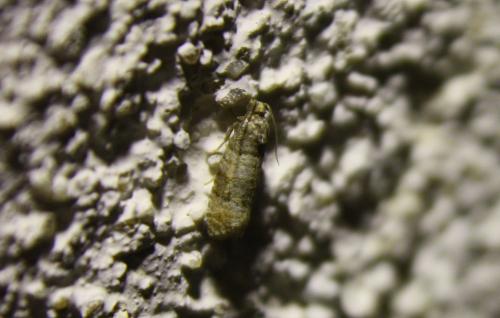 Réf. 111 790 : Piniphila bifasciana
