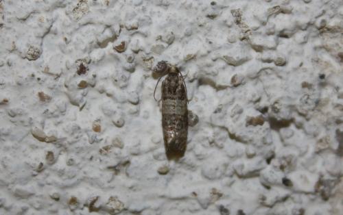 Réf. 111 789 : Piniphila bifasciana