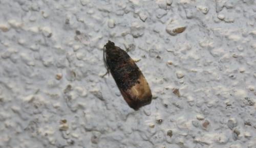 Réf. 111 722 : Metendothenia atropunctana