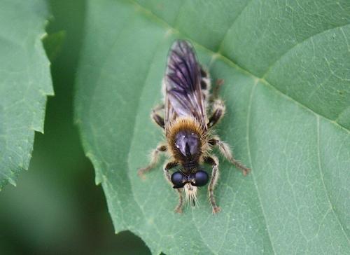 Laphria flava