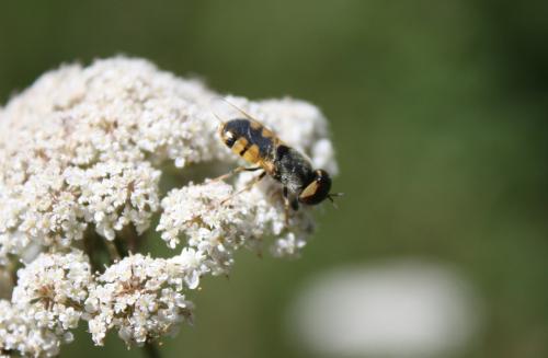 Réf. 111 518 : Odontomyia annulata