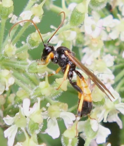Réf. 111 215 : Cosmoconus sp.