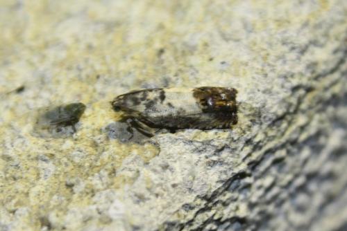 Pammene fasciana