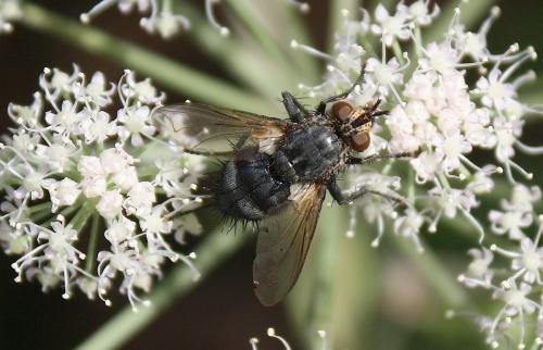 Panzeria anthophila