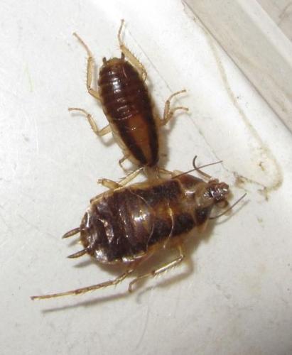 Blattella germanica