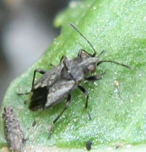Nysius huttoni