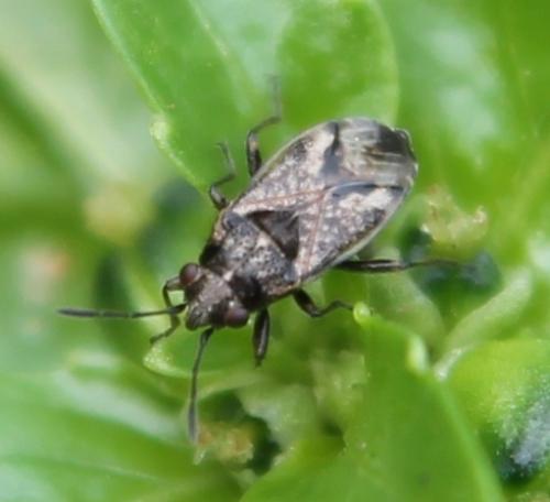Nysius huttoni