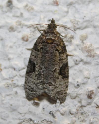 Apotomis sp.