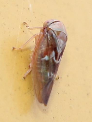 Tremulicerus vitreus
