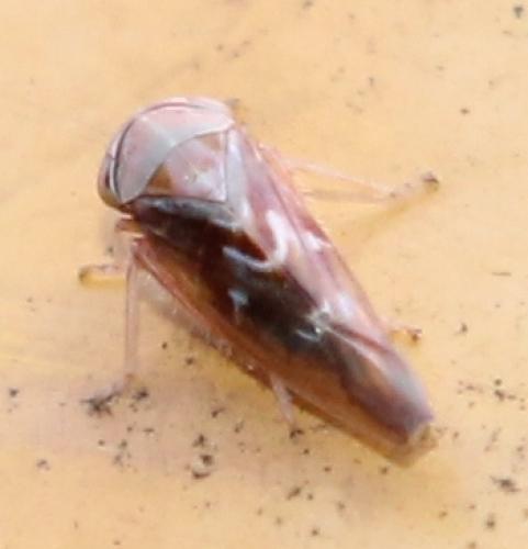 Tremulicerus vitreus