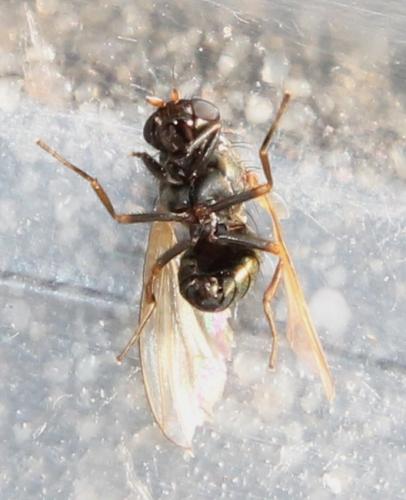 Réf. 111 854 : Calliopum simillimum