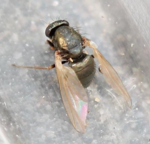 Réf. 111 846 : Calliopum simillimum