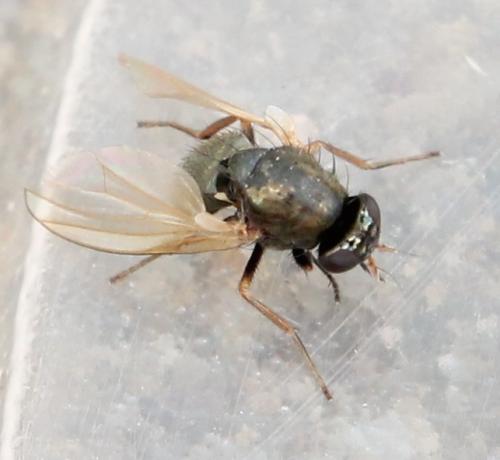 Réf. 111 847 : Calliopum simillimum