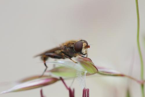 Réf. 111 379 : Anasimyia sp.