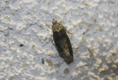 Réf. 111 688 : Eudemis profundana