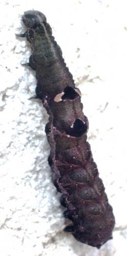 Abrostola triplasia
