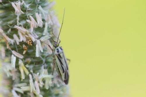 Stenotus binotatus