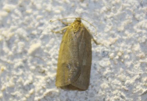 Réf. 111 977 : Aphelia sp.
