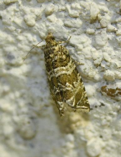 Réf. 111 315 : Celypha rivulana
